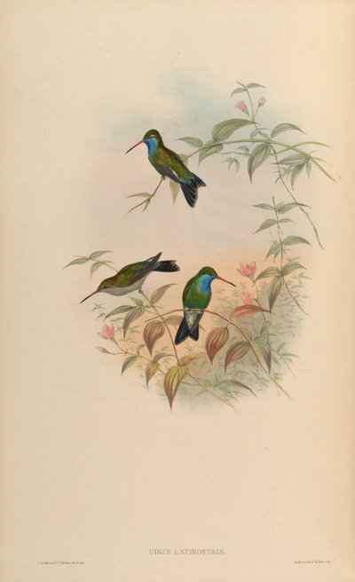 Circe latirostris = Cynanthus latirostris - John Gould